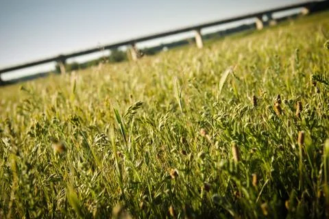 Sward in daylight Foto stock