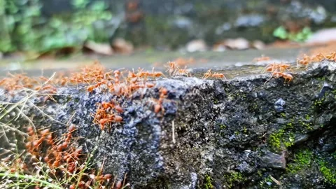 Swarm of Aggressive Red Fire Ants Crawling on Rough Stone Surface Video stock 332704176