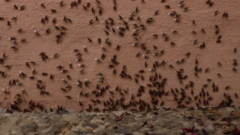 A swarm of ant queens Stock Footage 157762556