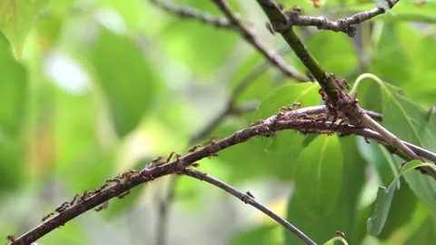 A swarm of ants 4K Stock Footage 292833529