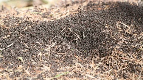 Swarm of ants on anthill Stock Footage 132797894