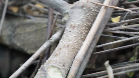 A swarm of ants are scattering on the tree branch Stock Footage 311723699