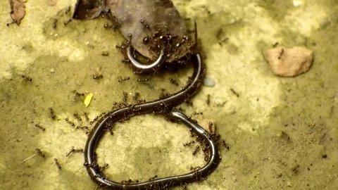 A swarm of ants attacked the blind snake in the forest Stock Footage 274635640