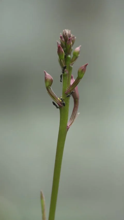 A swarm of ants attacking flower buds Stock Footage 310588392
