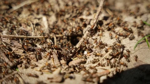 A swarm of ants build an anthill Stock Footage 255284061