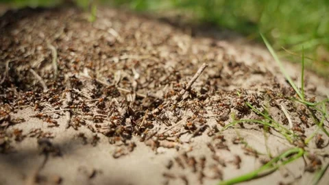 A swarm of ants is building an anthill in the forest Stock Footage 251583663