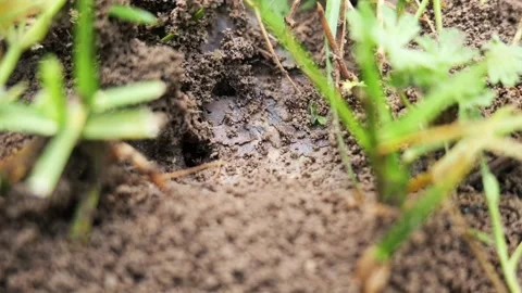Swarm of ants building anthill in grass Vídeos de archivo 336296996