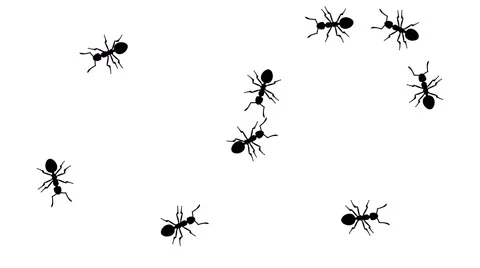 Swarm of ants, CG animated silhouettes o... | Stock Video | Pond5