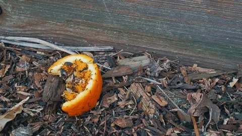 Swarm of Ants Crawling Over a Discarded Orange Slice Stock Footage 332611867