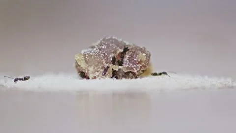 A swarm of ants devour a clump of sugar Stock Footage 292044762