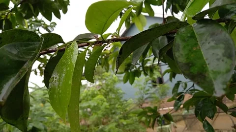 A swarm of ants 스톡 동영상 158750470