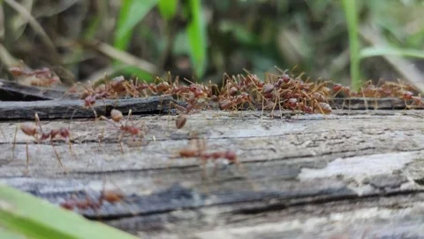 A swarm of ants is gathering and interacting on a rotting tree trunk. Stock Footage 165186892
