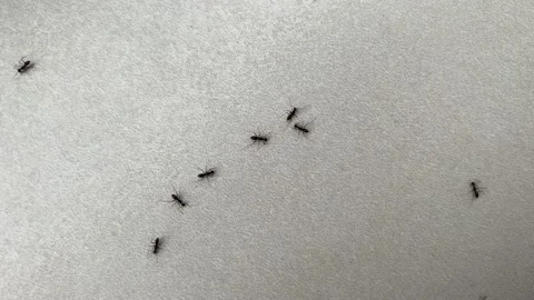 Swarm of ants on the ground Stock Footage 163449059
