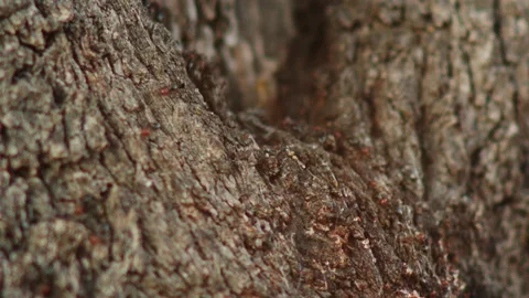 A swarm of ants moves on a tree during summer sunset Video stock 141866373