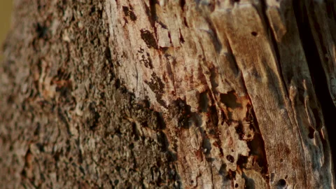 A swarm of ants moves on a tree during summer sunset Stock Footage 141866424