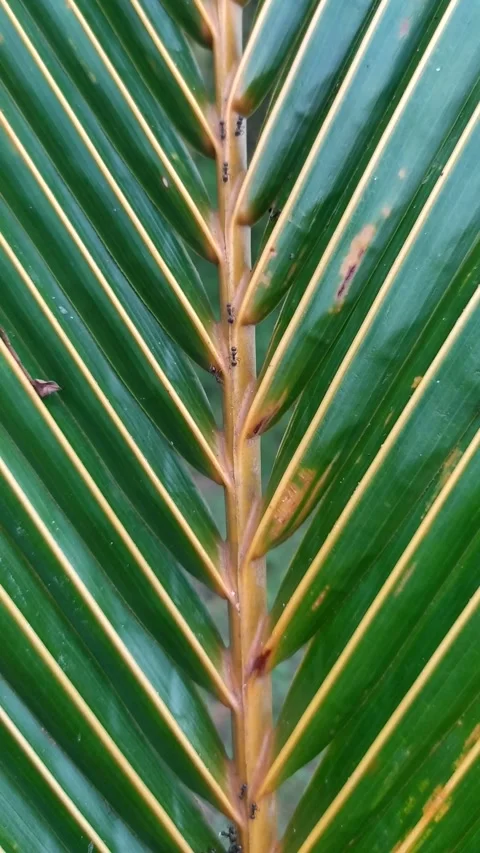 A swarm of ants passing by on the leaf surface. Video stock 195049997