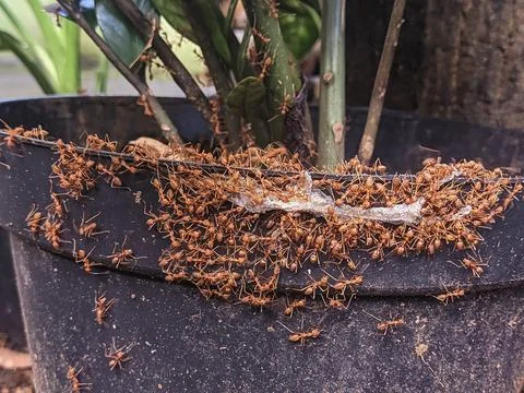Swarm of ants Stock Photos
