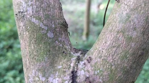 A swarm of ants roaming the tree trunk Video stock 195050497