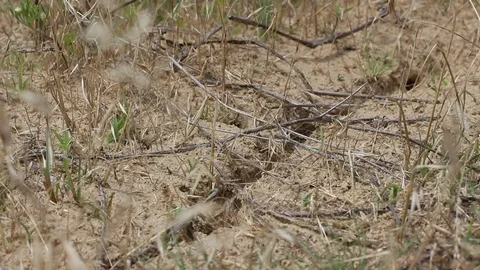 Swarm of ants in sandy areas 動画素材 69965552