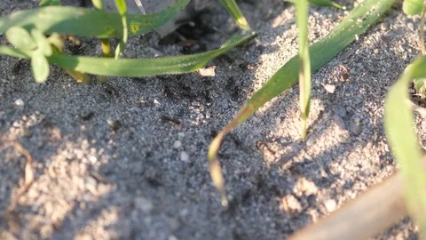 Swarm of Ants Slow Motion Macro Video stock 126362131