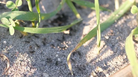 Swarm of Ants Slow Motion Macro Stock Footage 126362189