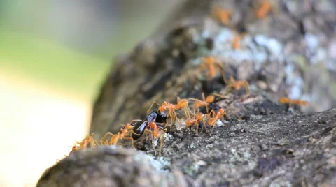 Swarm of Ants in Teamwork Stock Footage 51339800