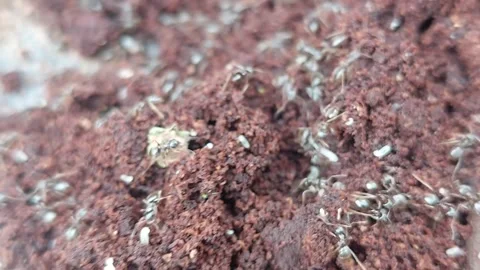 Swarm of ants working in an anthill close-up Stock Footage 334797273