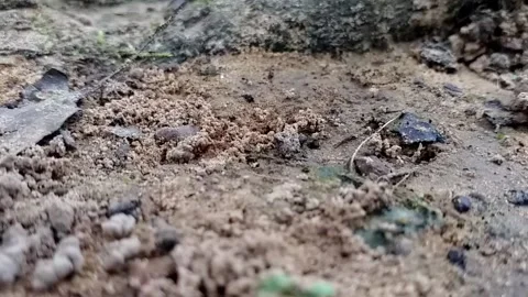 A swarm of ants working around their nest on the ground Stock Footage 210990041