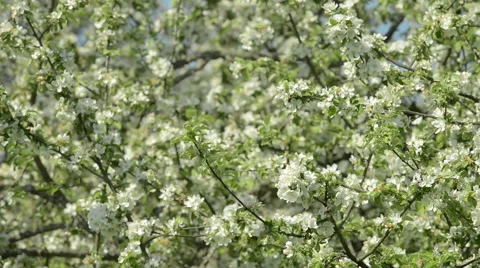 Swarm of Apple tree flowers Stock Footage 63613849