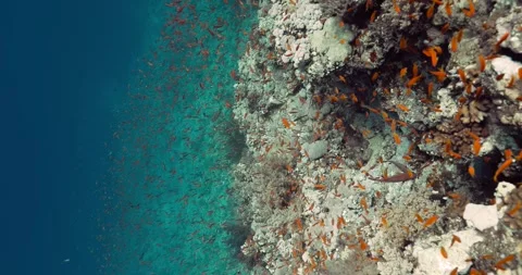 A swarm of apricot-colored anthiadinae fish in water Stock Footage 269762425