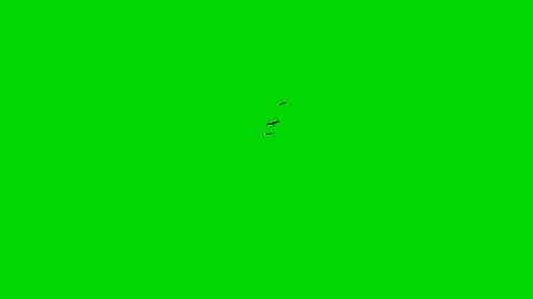 Swarm Bat flying animation through camera on green screen for text copy title re Stock Footage 94325857