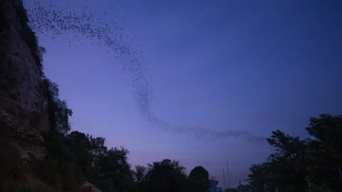 Swarm of bats at dusk, time lapse. Stock Footage 296620159