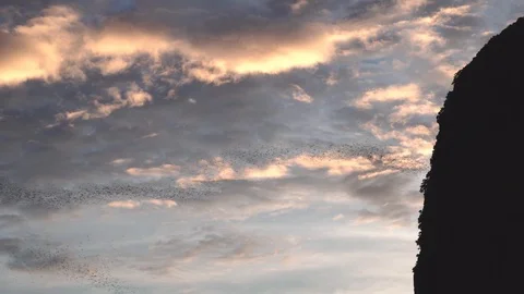 The swarm of bats fly in rows from the cave at sunset. Stock Footage 119219100