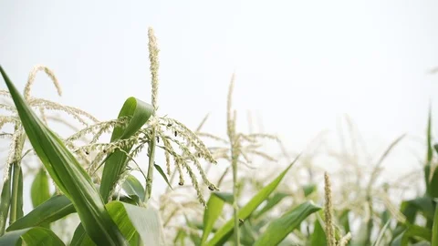 Swarm of bee flying around corn plant Stock Footage 127365651