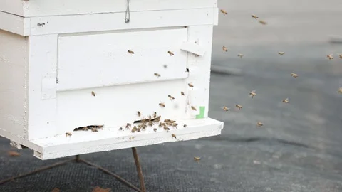 Swarm of bee flying into beehive box Video stock 127365659