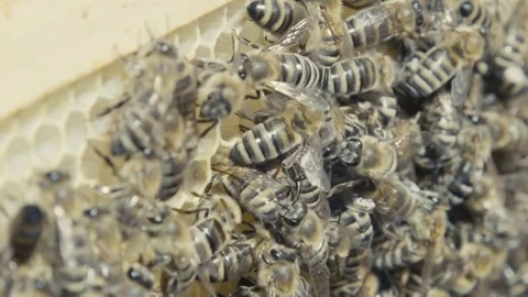 Swarm of bees 2 Видео 84757784