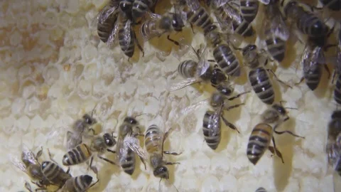 Swarm of bees 3 Stock Footage 84769077