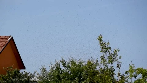 Swarm of bees above tree canopy in spring Stock Footage 212058175