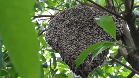 Swarm of bees (Apis florea) guarding a hive on a branch. Stock Footage 161095704