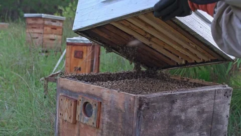 Swarm of bees in beehive Stock Footage 322940962