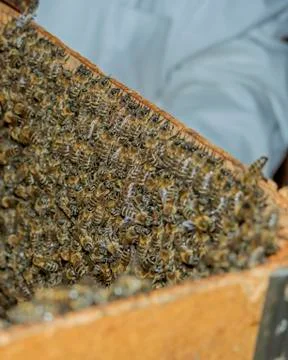 Swarm of bees in a box Stock Photos