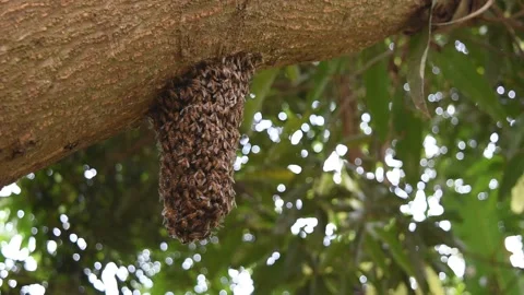 Swarm of bees building beehive on tree trunk in tropical forest Stock Footage 132019377