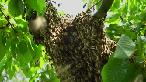 Swarm of bees on a cherry tree branch to form a new bee family. Stock Footage 196145387