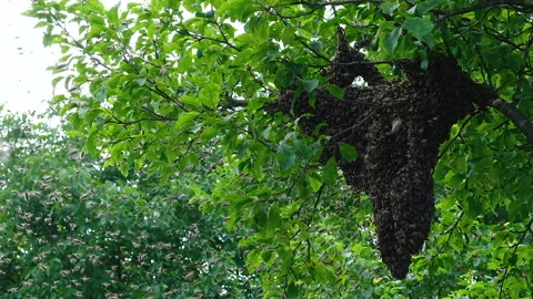 A swarm of bees is circling in the air. Methods of reproduction of bees by the Stock Footage 235469078