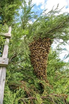 Swarm of Bees clinging to the tree Stock Photos