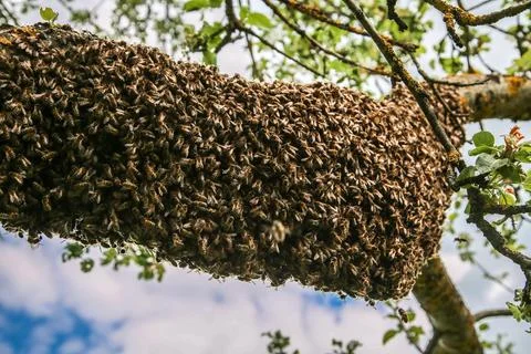 Swarm of Bees clinging to the tree Stock Photos
