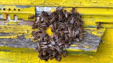 Swarm of bees close up Stock Footage 206499689