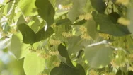 Swarm Of Bees Collecting Pollen From Flowers Of Linden Tree, Wind Blowing Stock Footage