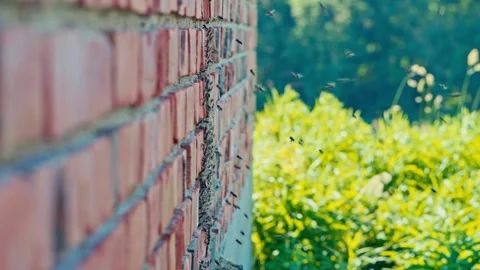 Swarm Of Bees On Concrete Bricks - Medium Shot Stock Footage 333858478