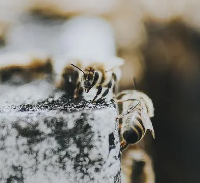 A swarm of bees on concrete Stock Photos